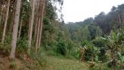 Sitio - ST0387