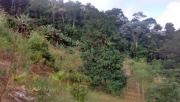 Sitio - ST0421