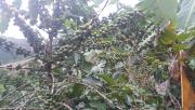 Sitio - ST0433