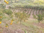 Sitio - ST0485